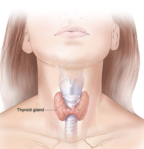 Thyroid image of women