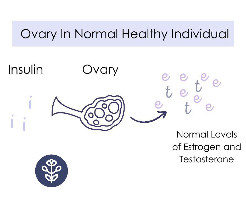 Ovary in Healthy individual more estrogen than testosterone