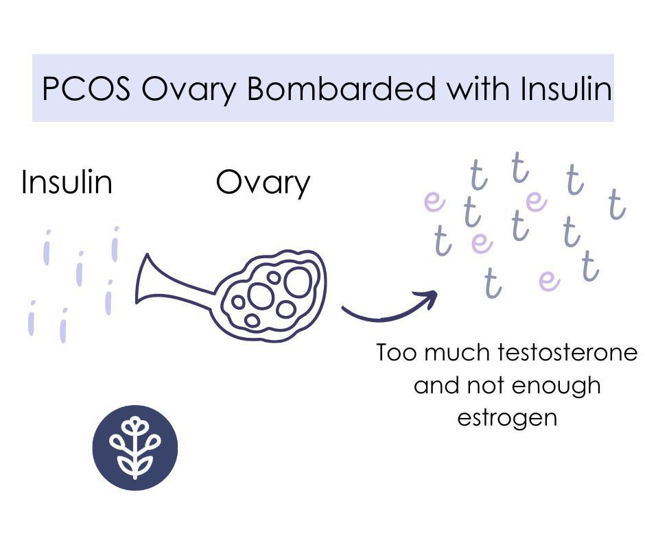Ovary in PCOS individual more testosterone than estrogen